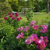 🌸 Пионы "захватывают" сад, цветущих кустов всё больше с каждым днём!