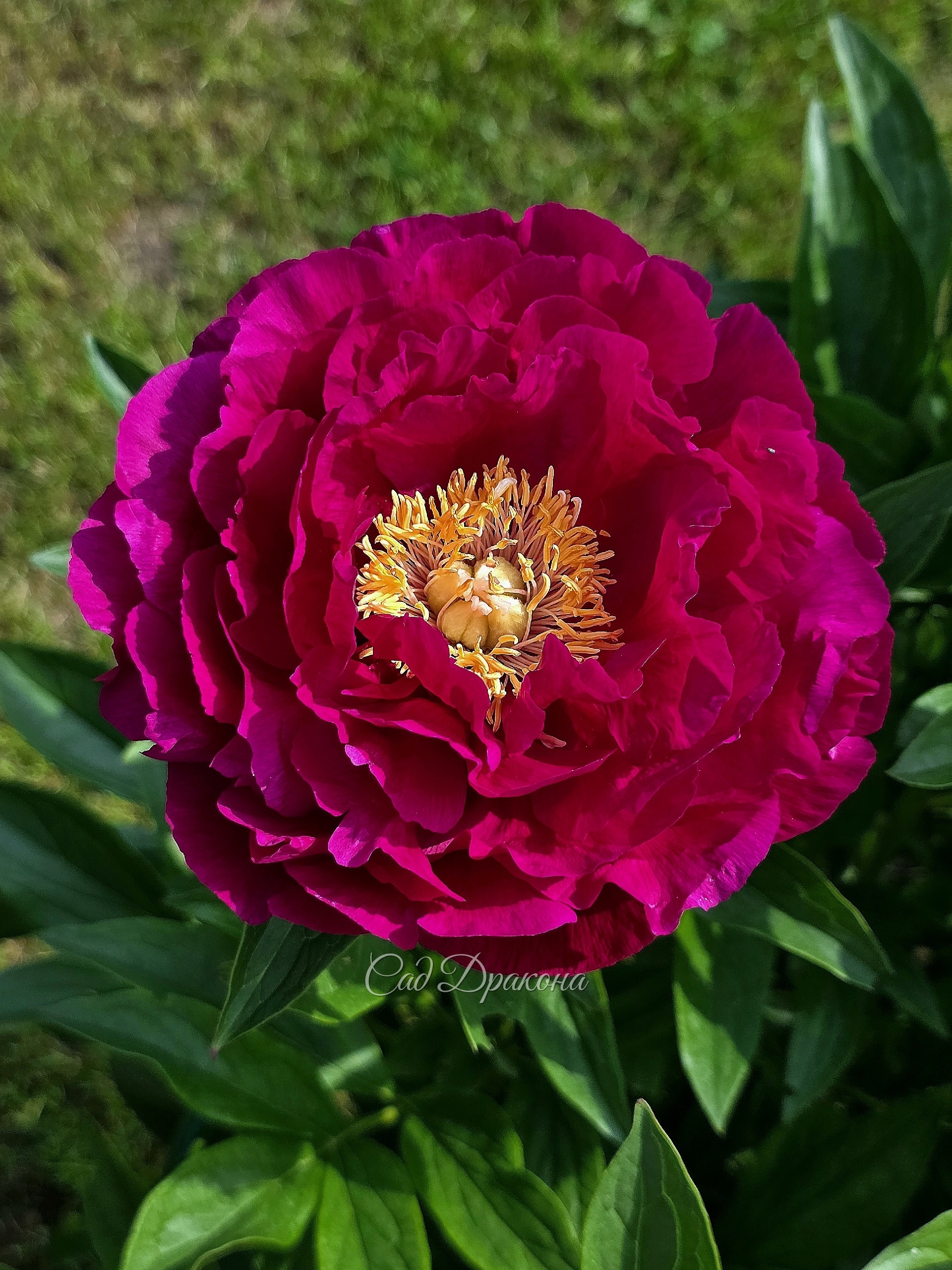 Ann Zaller