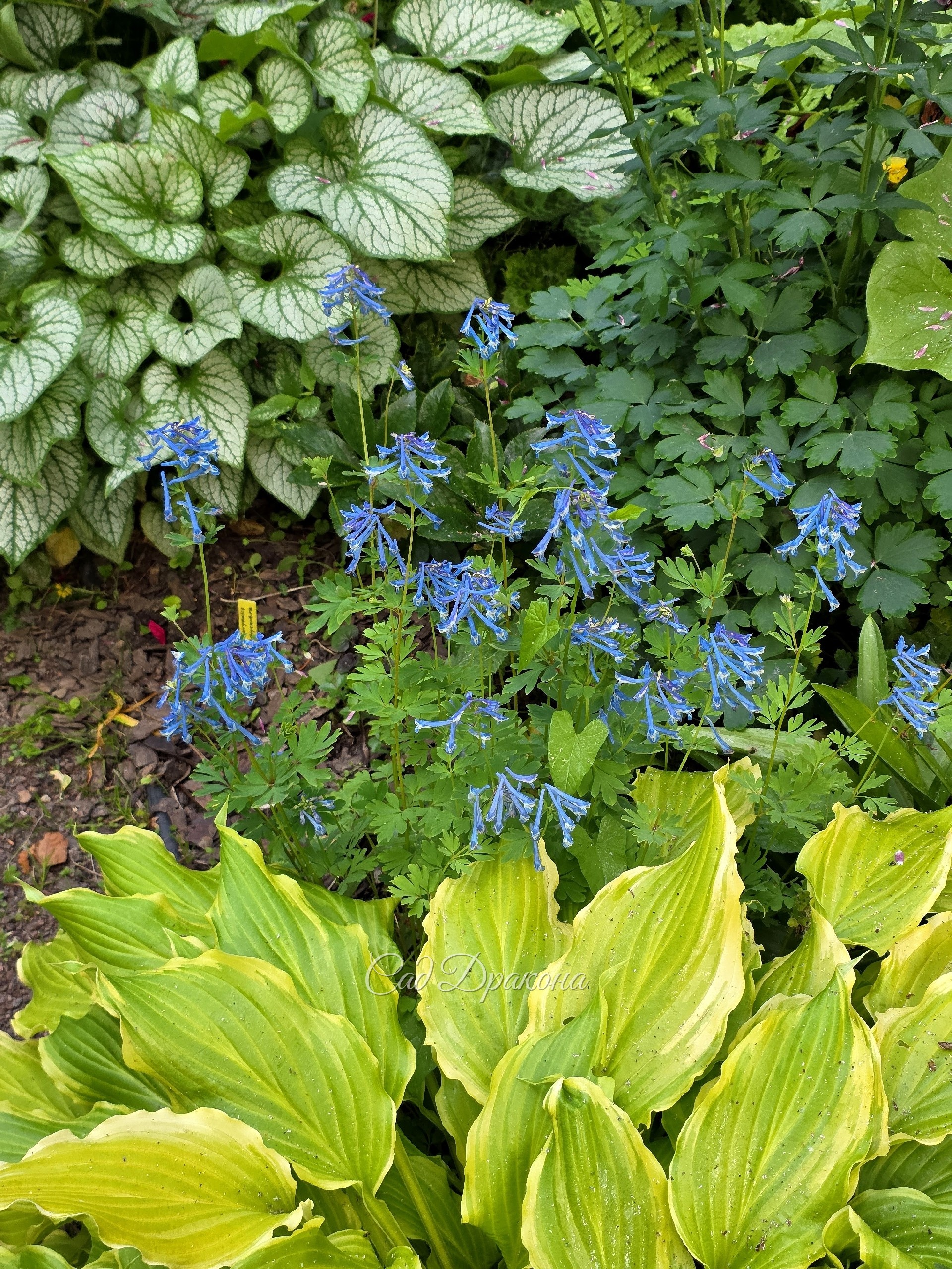 Хохлатка корневищная Craigton Blue