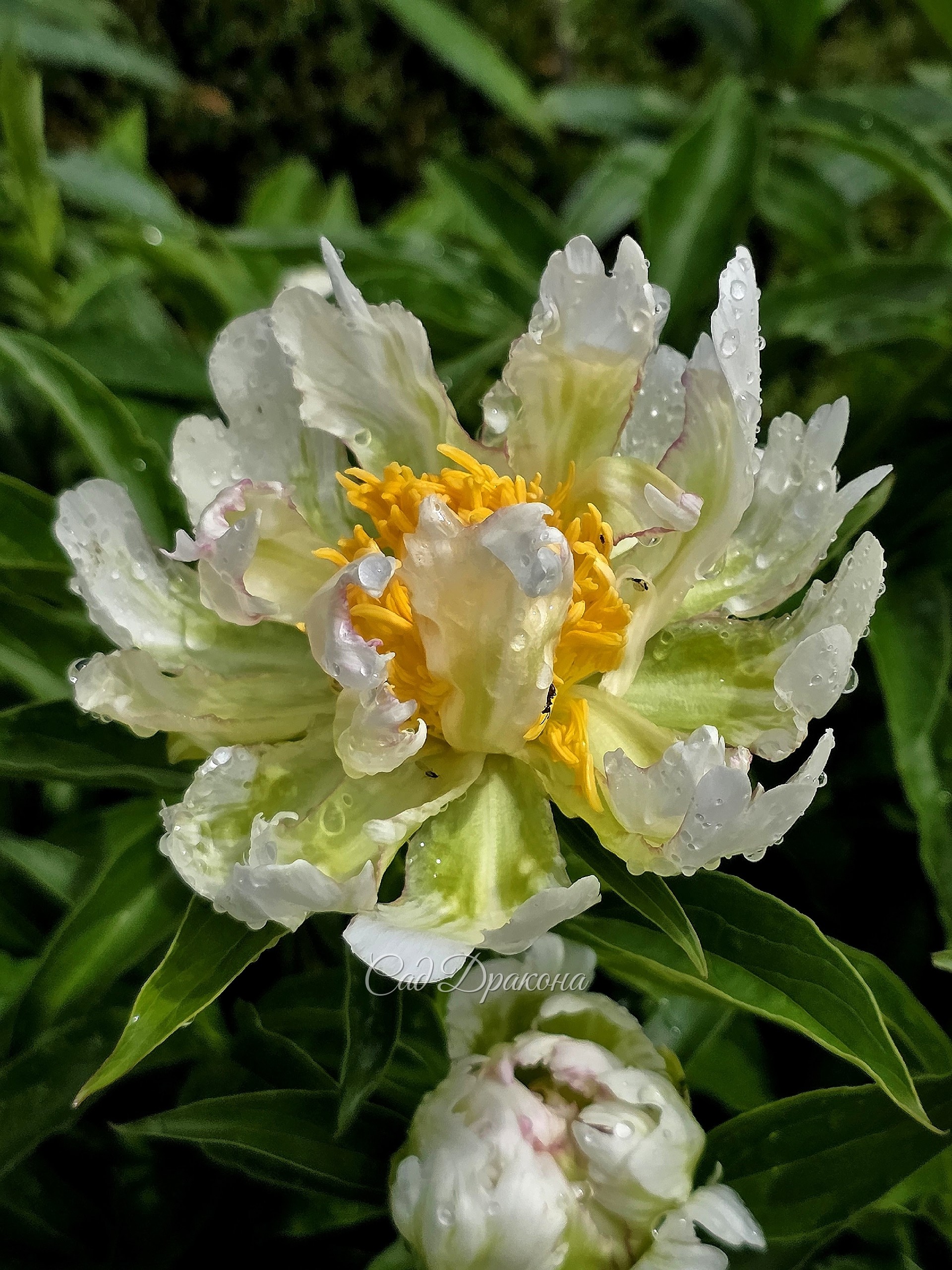 Green Lotus.