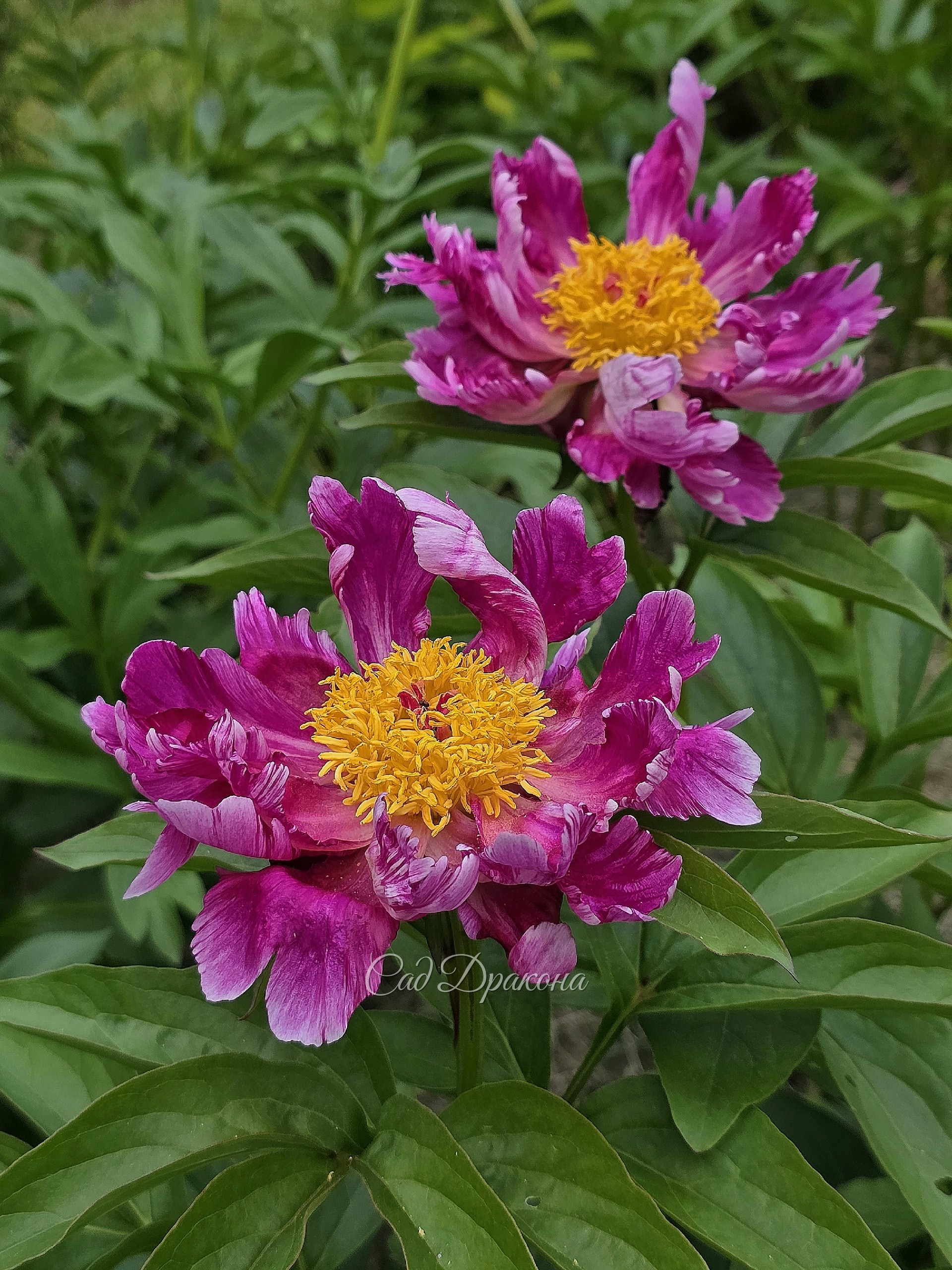 Pink Fuchsia Potpourri (R.Klehm 1999г. США).