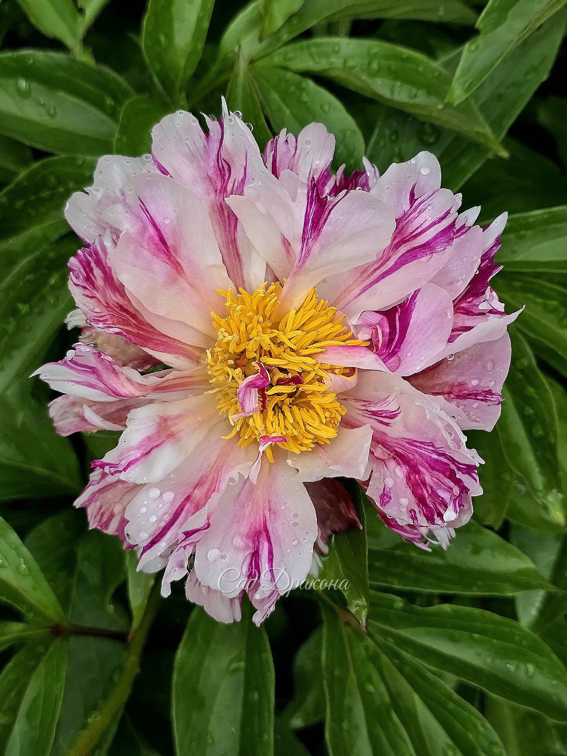 Craizy Daisy