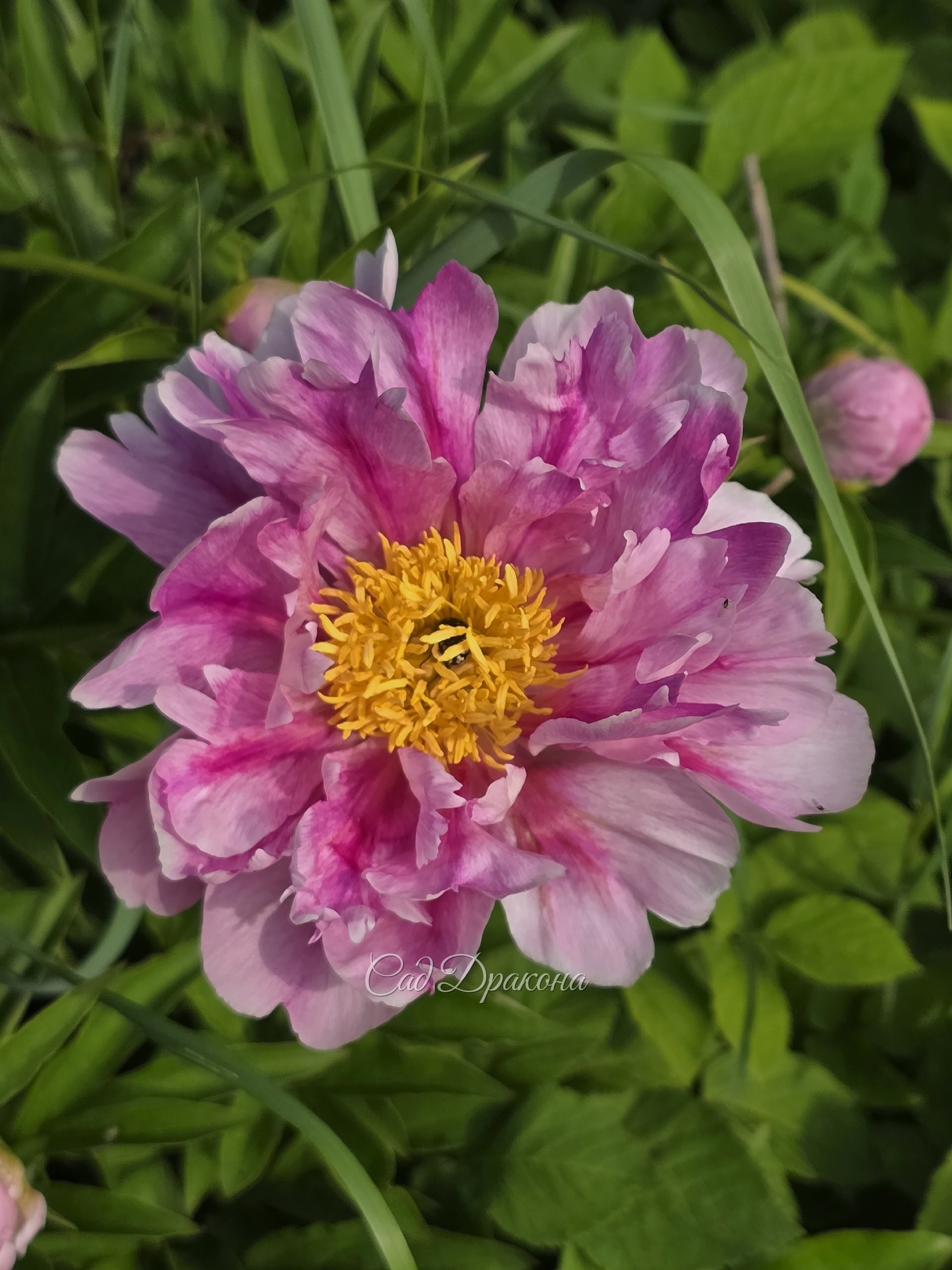 Pink Firefly.  Каждый год немного разный,  но всегда гармоничный и красивый.