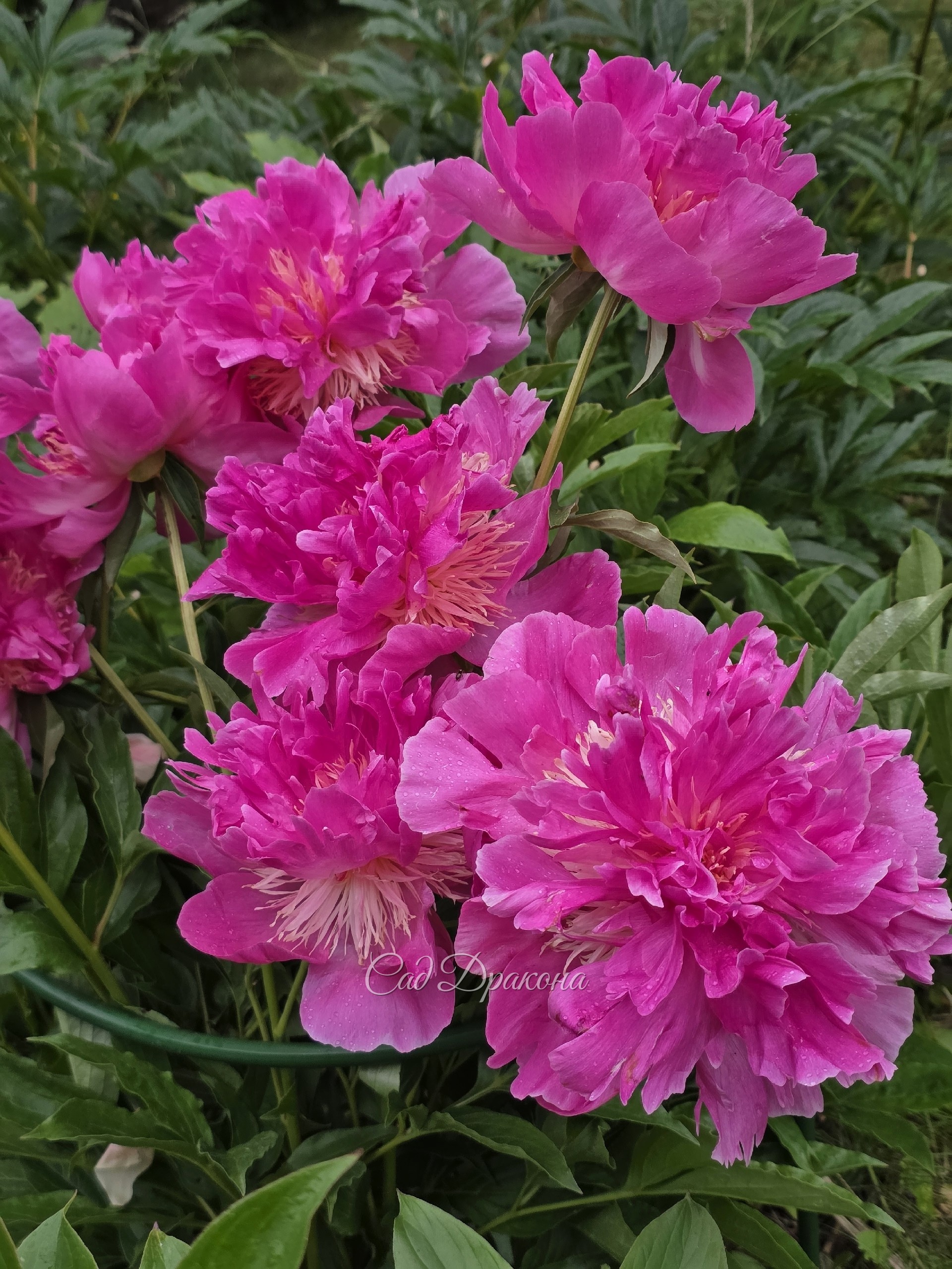 Ещё один любимчик  Paree Fru Fru (R.Klehm 1986г.)