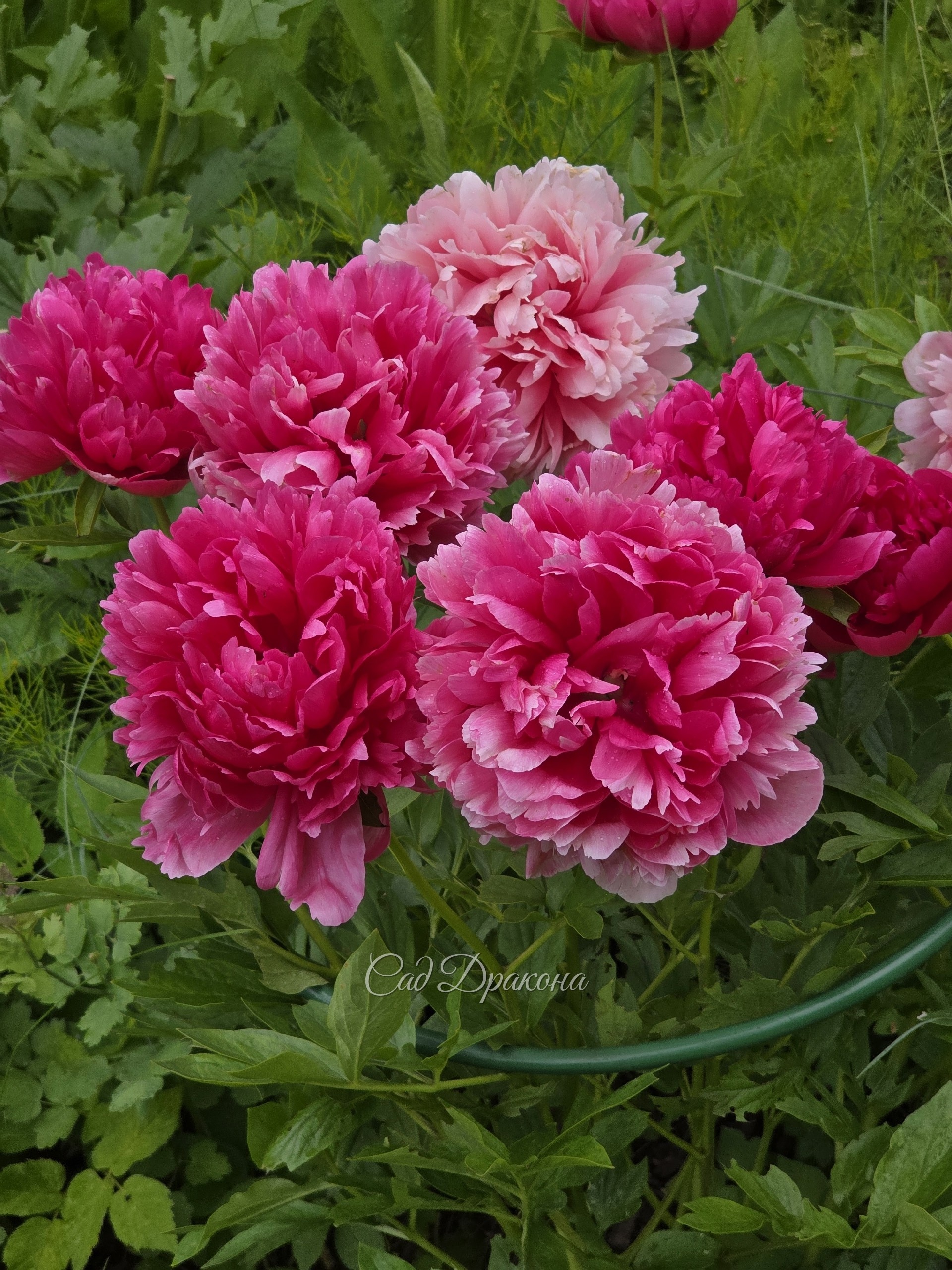 Mary Jo Legare (Pherson,1978г.)