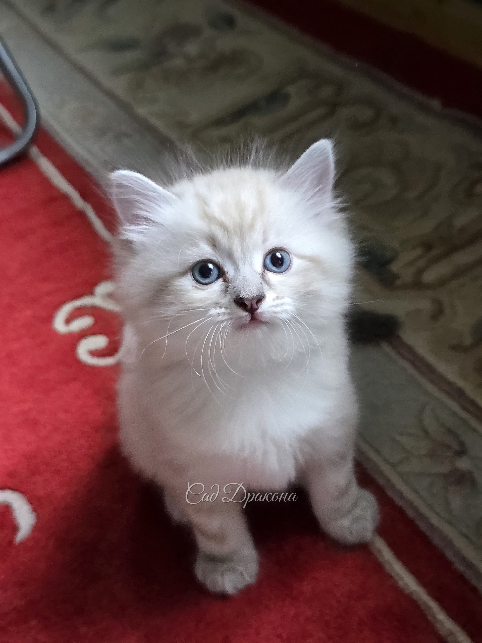 Тянь Шу - (Небесный Покой)  - самый тихий котик, может играть один или отдыхать, когда другие носятся.