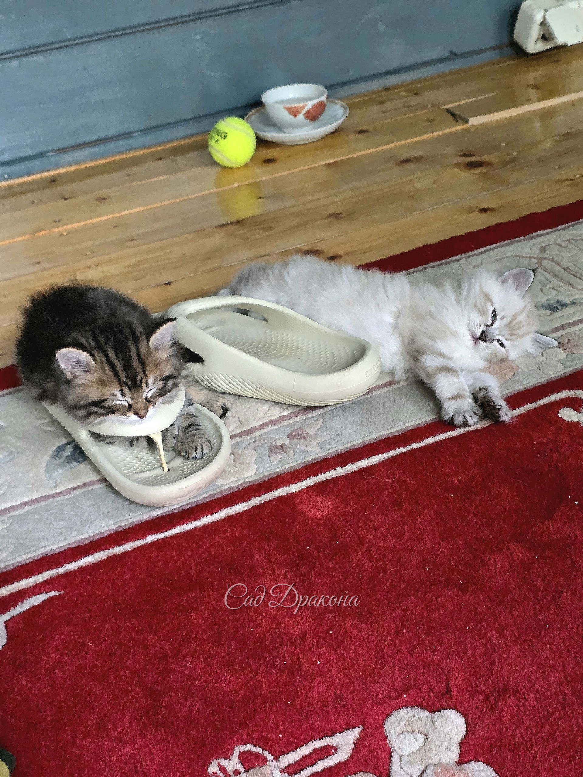 Шань Лун спит в тапке. Мо Сян тоже спал, но свалился. )