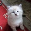 Три сибирских котика поселились в доме и в наших сердцах, и невозможно не показывать их в ленте. 🤗😁