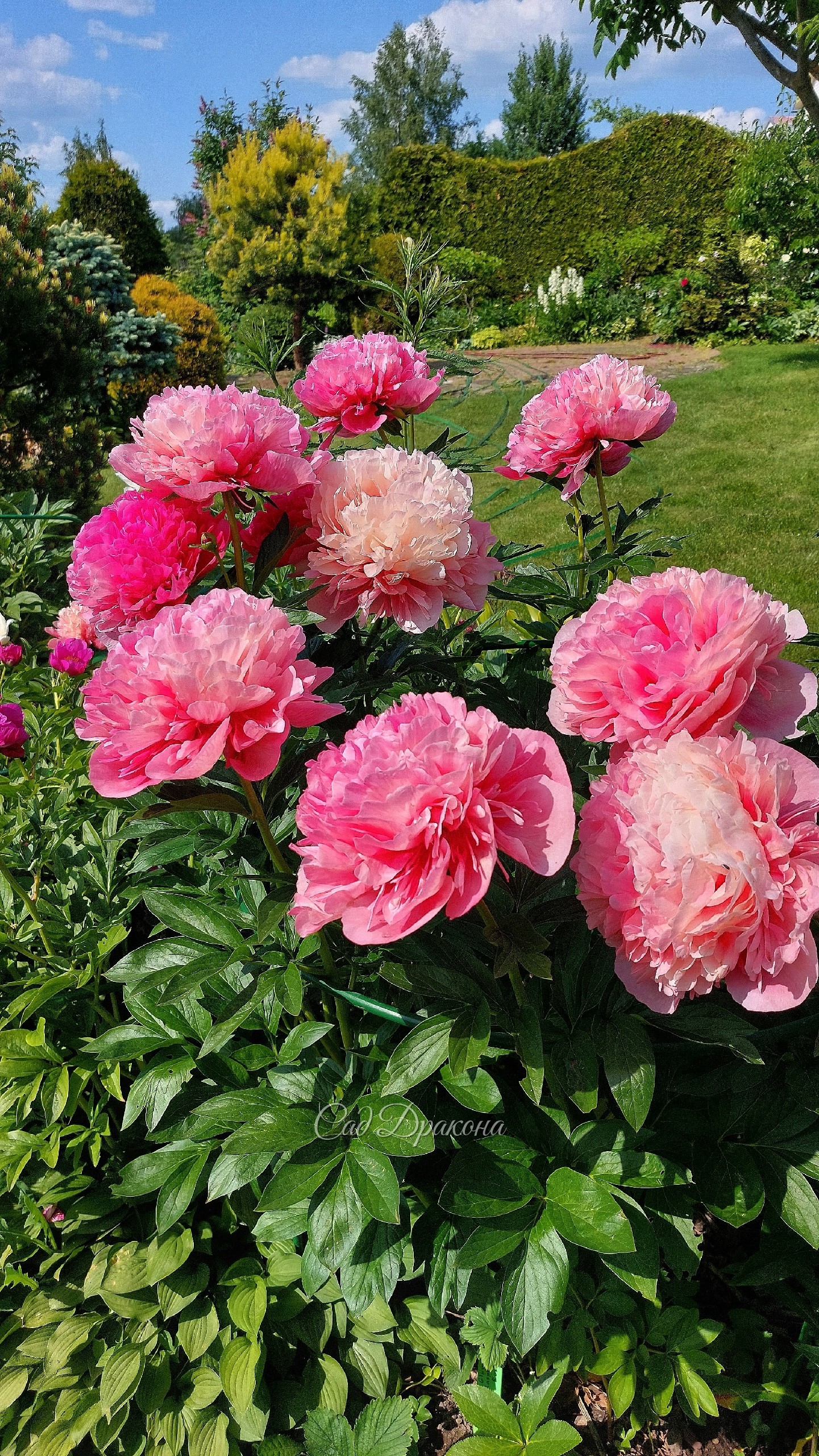 Glowing Raspberry Rose. Cuisens/Klehm, 1981г.