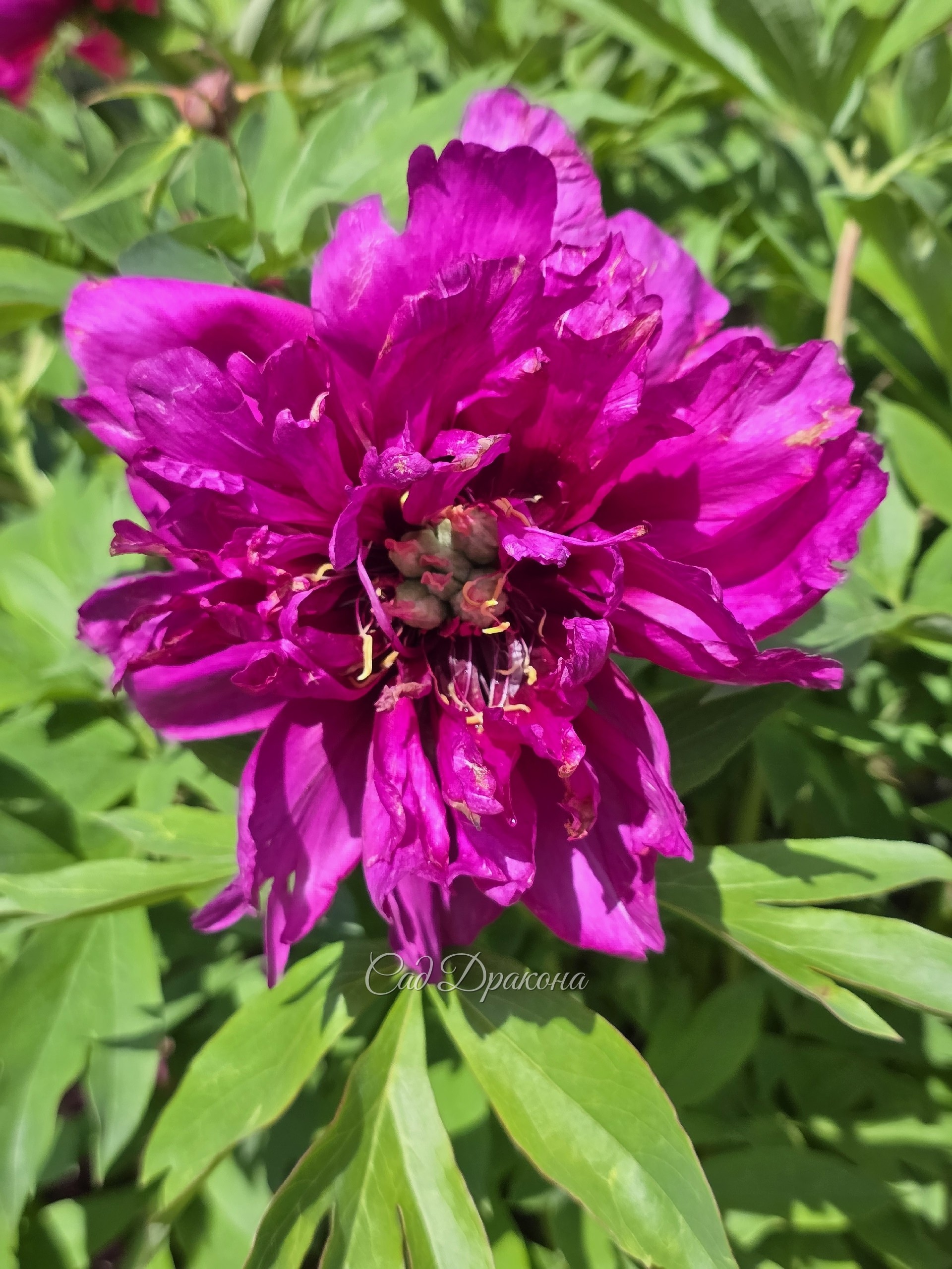 Morning Lilac