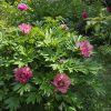 🌺 ИТО-гибриды пионов обладают многими достоинствами. Нестандартные цвета - сиреневые, жёлтые, с "мазками" на лепестках, интересные формы цветков, длительное, до 3х недель, цветение. И очень привлекательная форма куста.