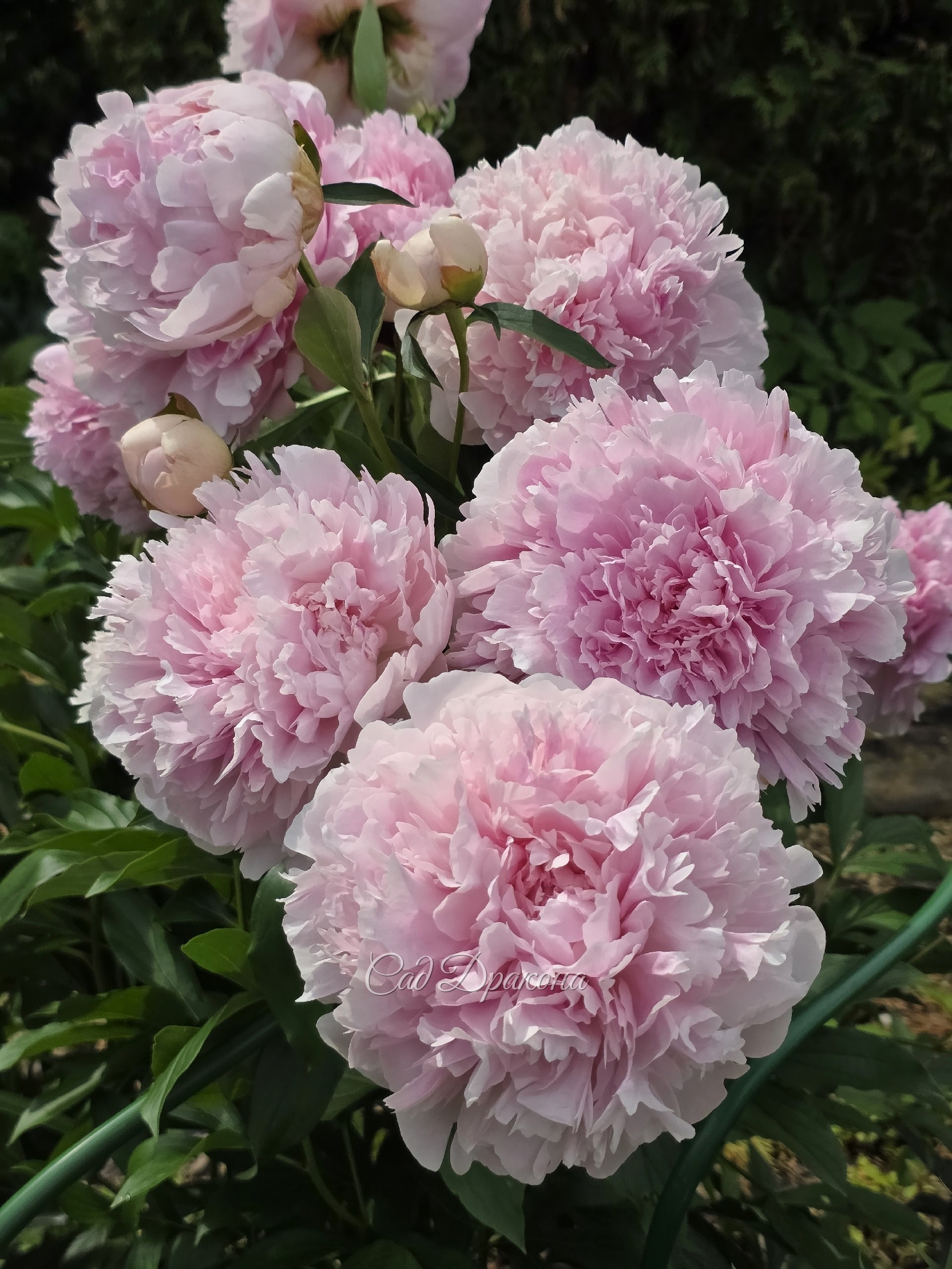 Madam Rose Randotte