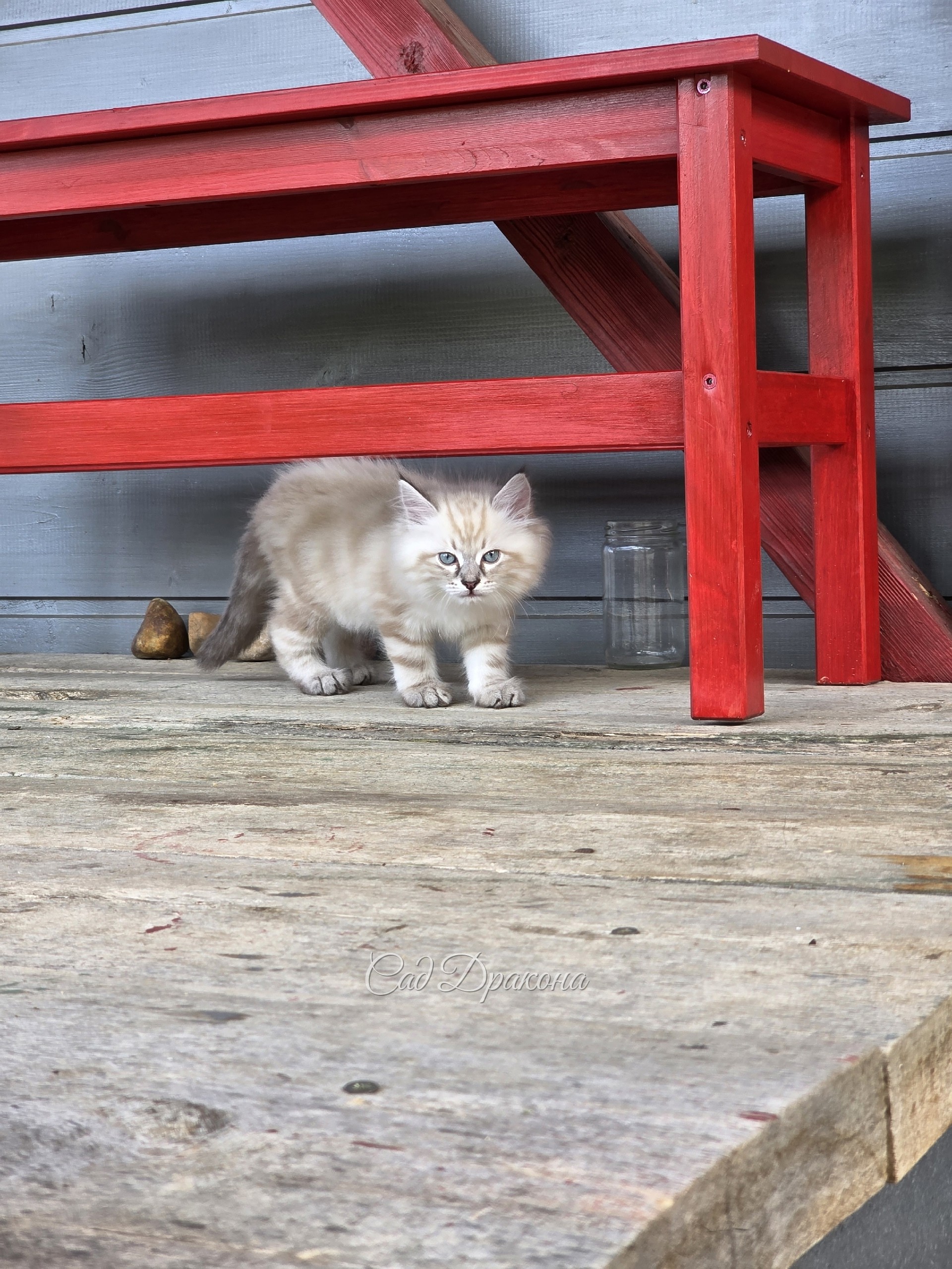 У сибирских котиков лапки крупные.  🐾🐾