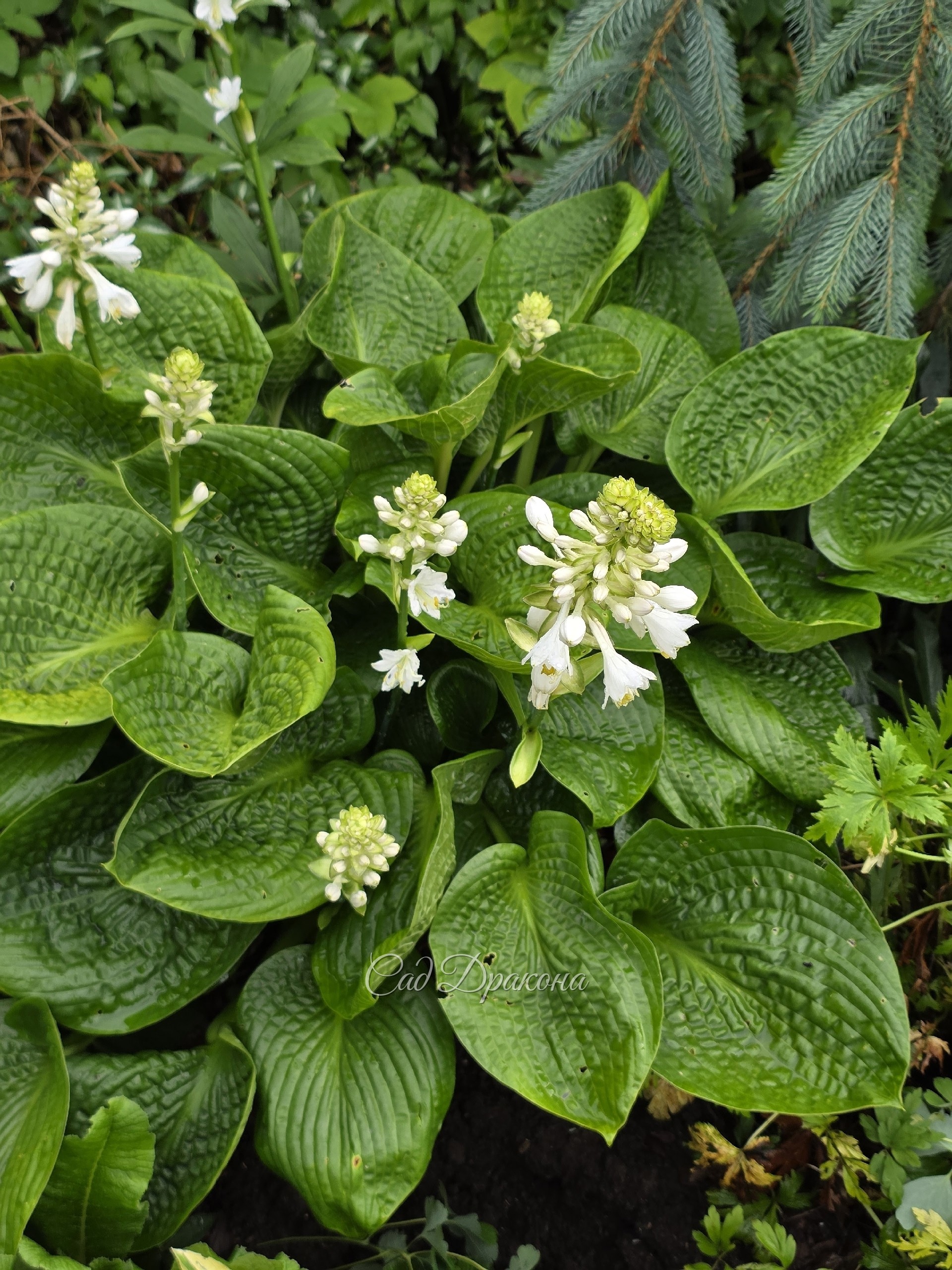 Хоста Deep Pockeds. Очень люблю её тёмно-зелёный цвет и "вафельность" листьев.