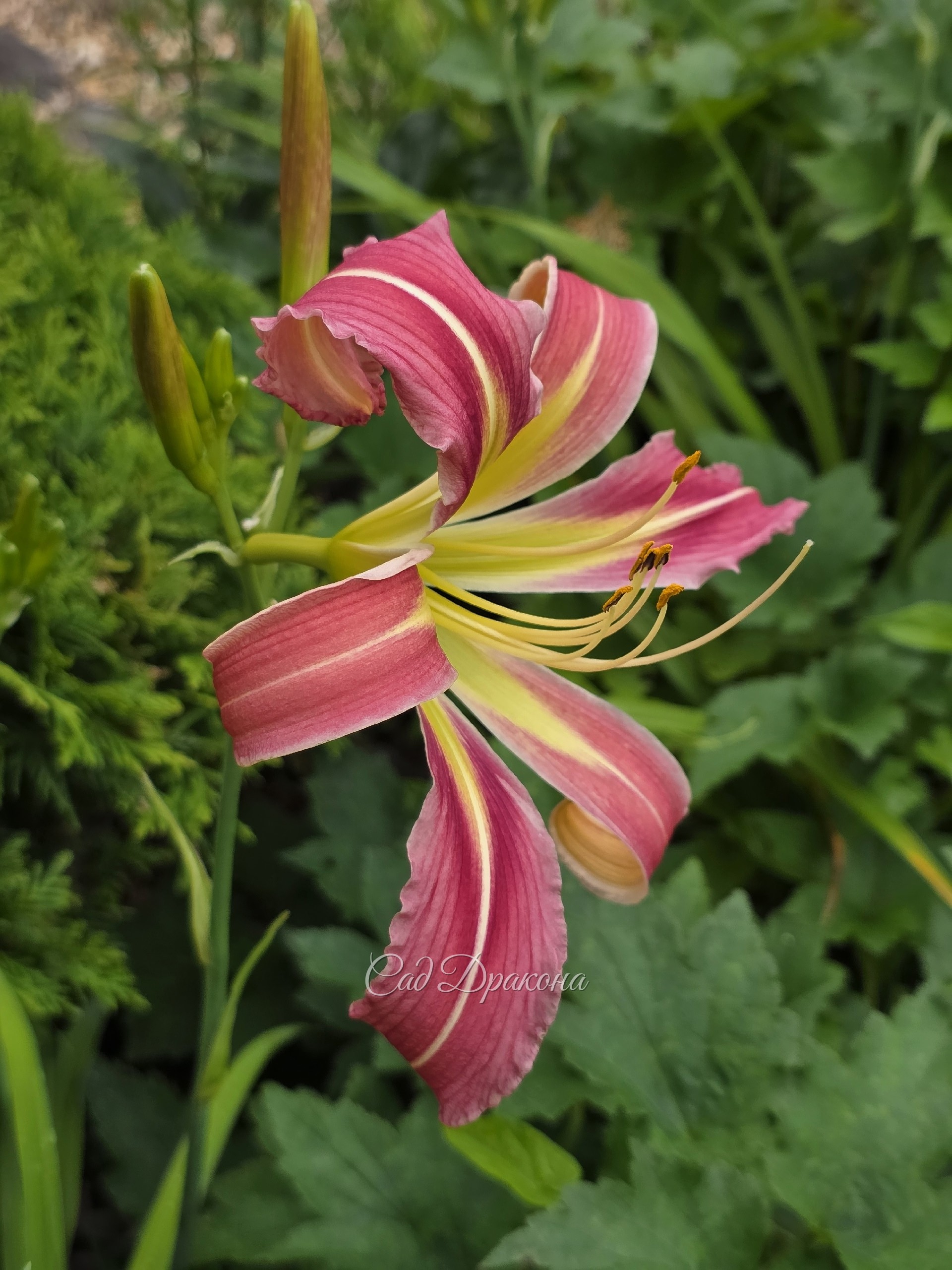 Flamingo Flambeau (спайдер)