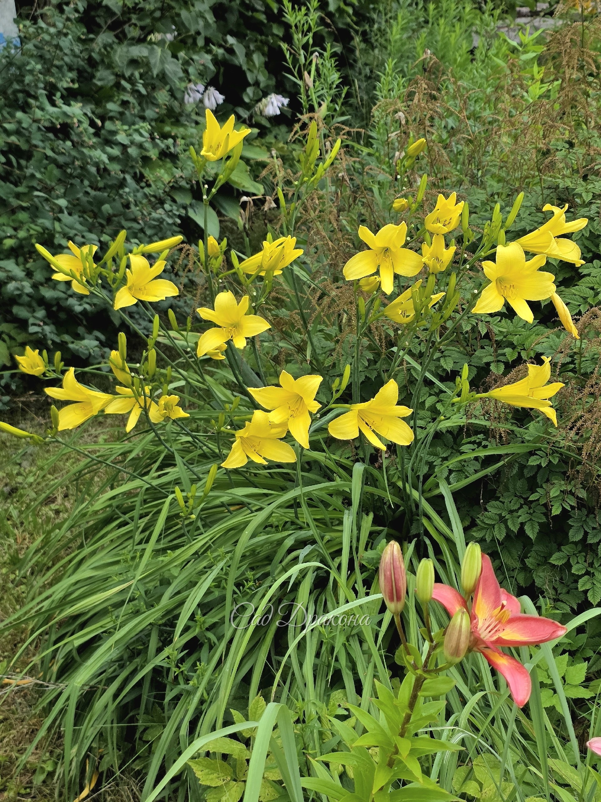 Лилейник лимонно-жёлтый,  Hemericallis citrina