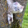 Рубрика "Котики в саду". В это воскресенье - "Котики и орех" . 😁🌳🐈