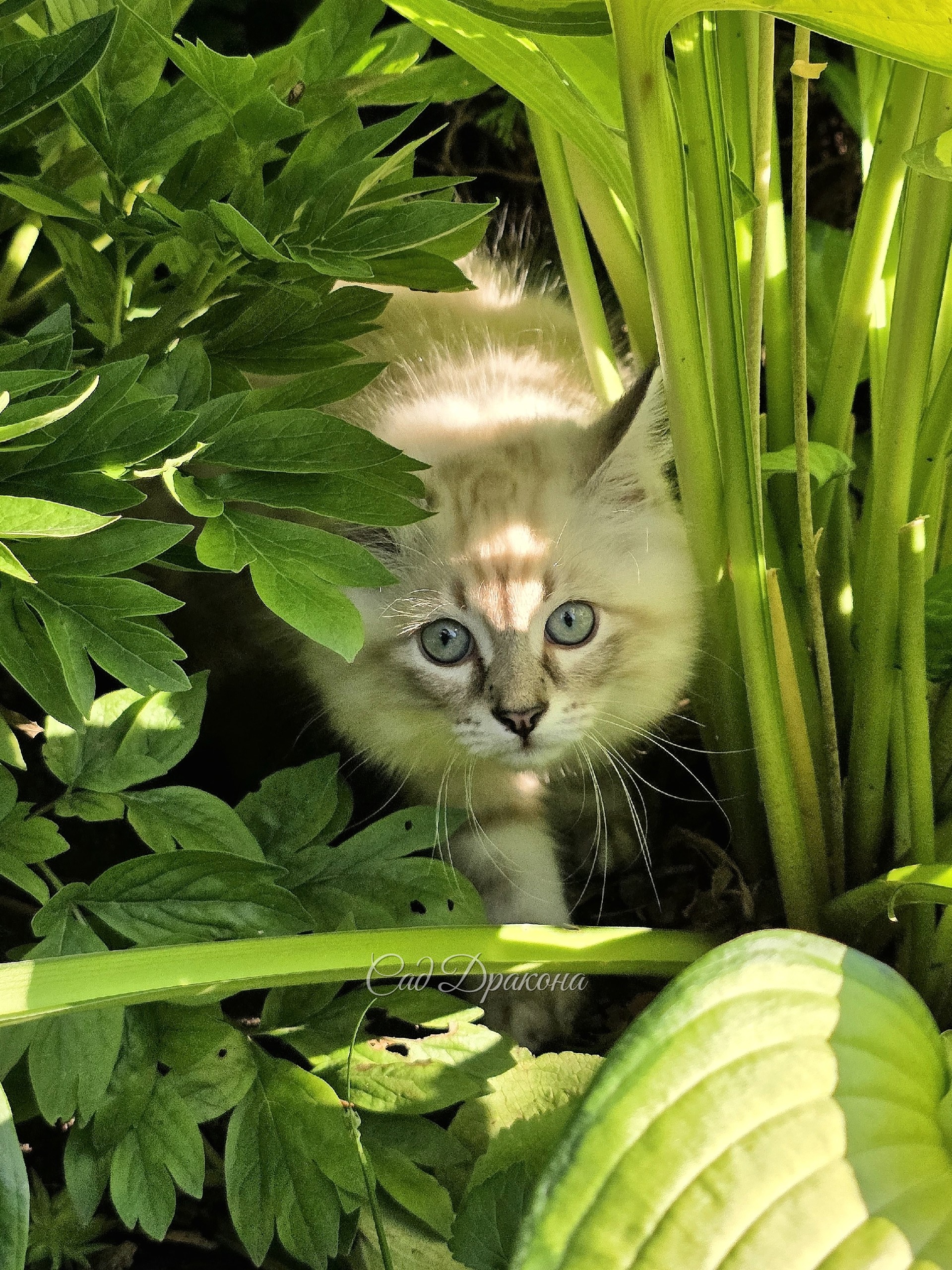 Тянь Шу притаился в зарослях 🌿😽🍀
