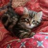 Сегодня утром Шань Лун захотел прогуляться. Я была с ним. Шёл по дорожке в саду и упал замертво. Скоропостижно.
