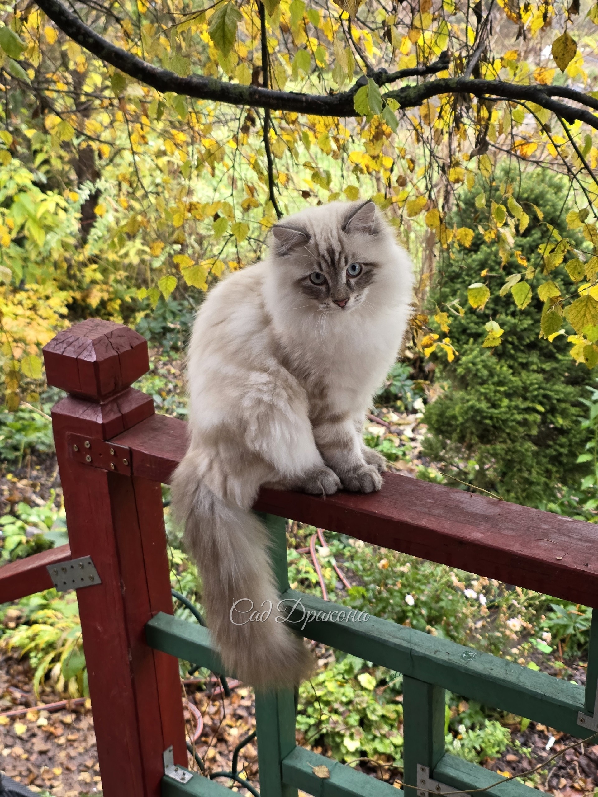 Тянь Шу  на фоне осени