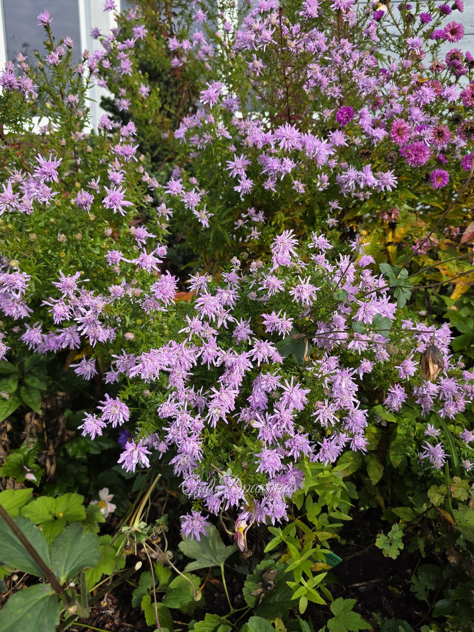 Астра новобельгийская Rosenquarz