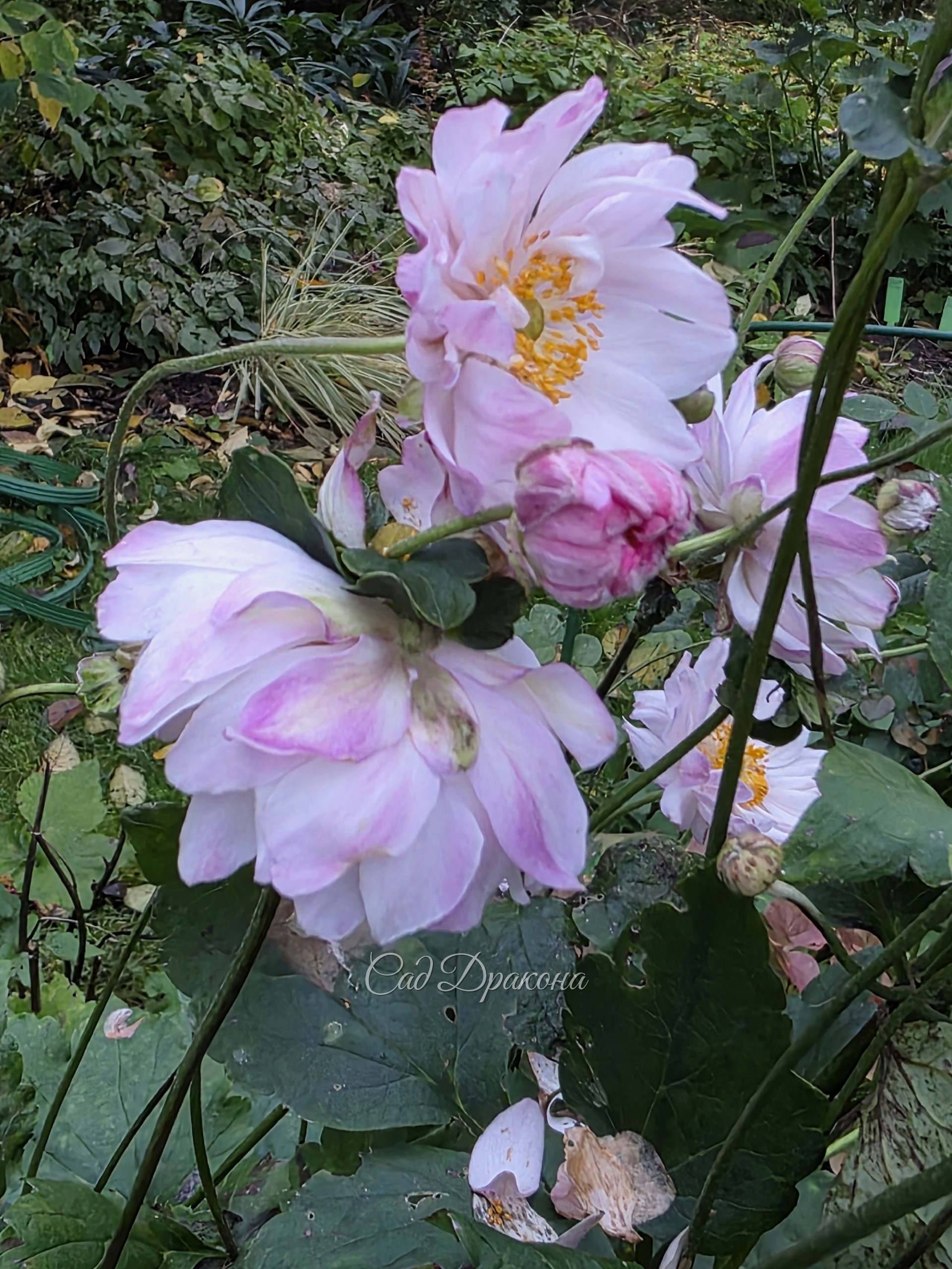 Анемона Mont Rose всегда поздняя красота.