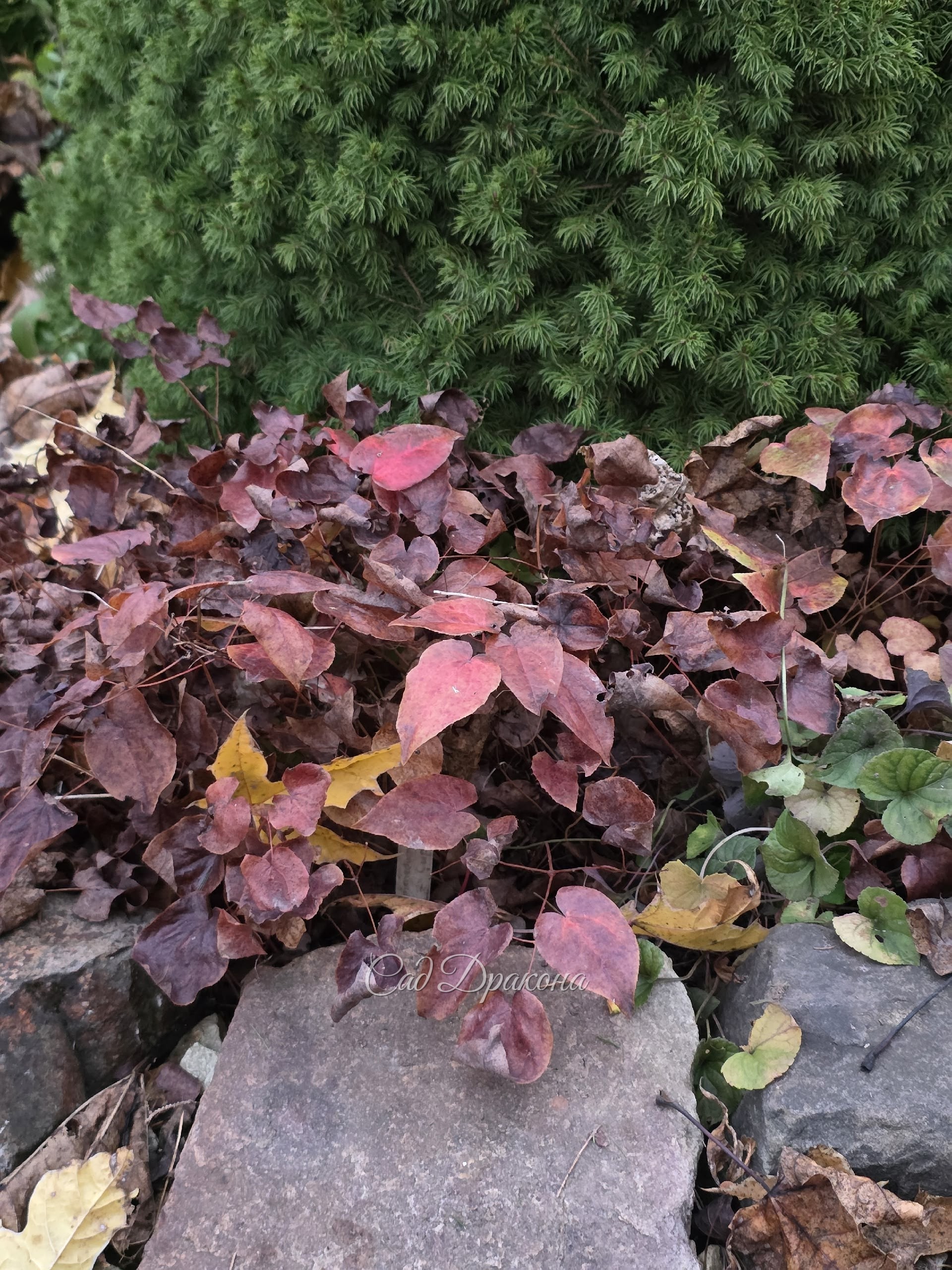 Epimedium versicolor Cupreum