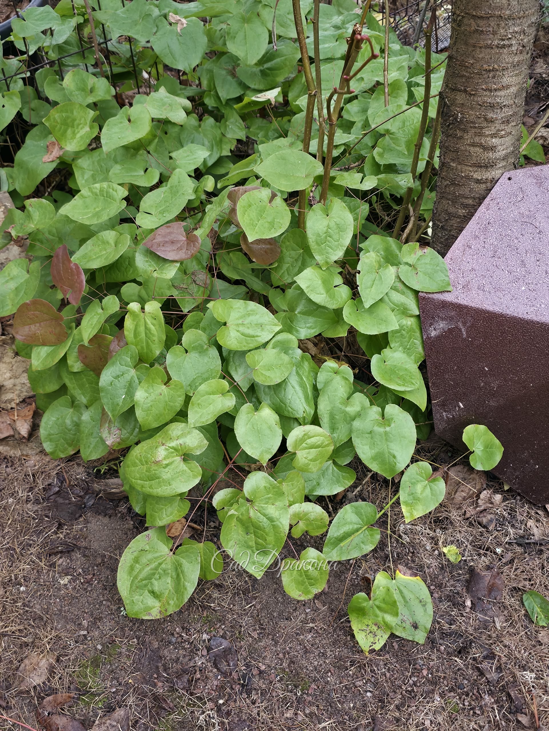 Самые крупные листья (до 10см), высота и энергичный рост у горянки Epimedium pubigerum. Но цветочки не яркие.
