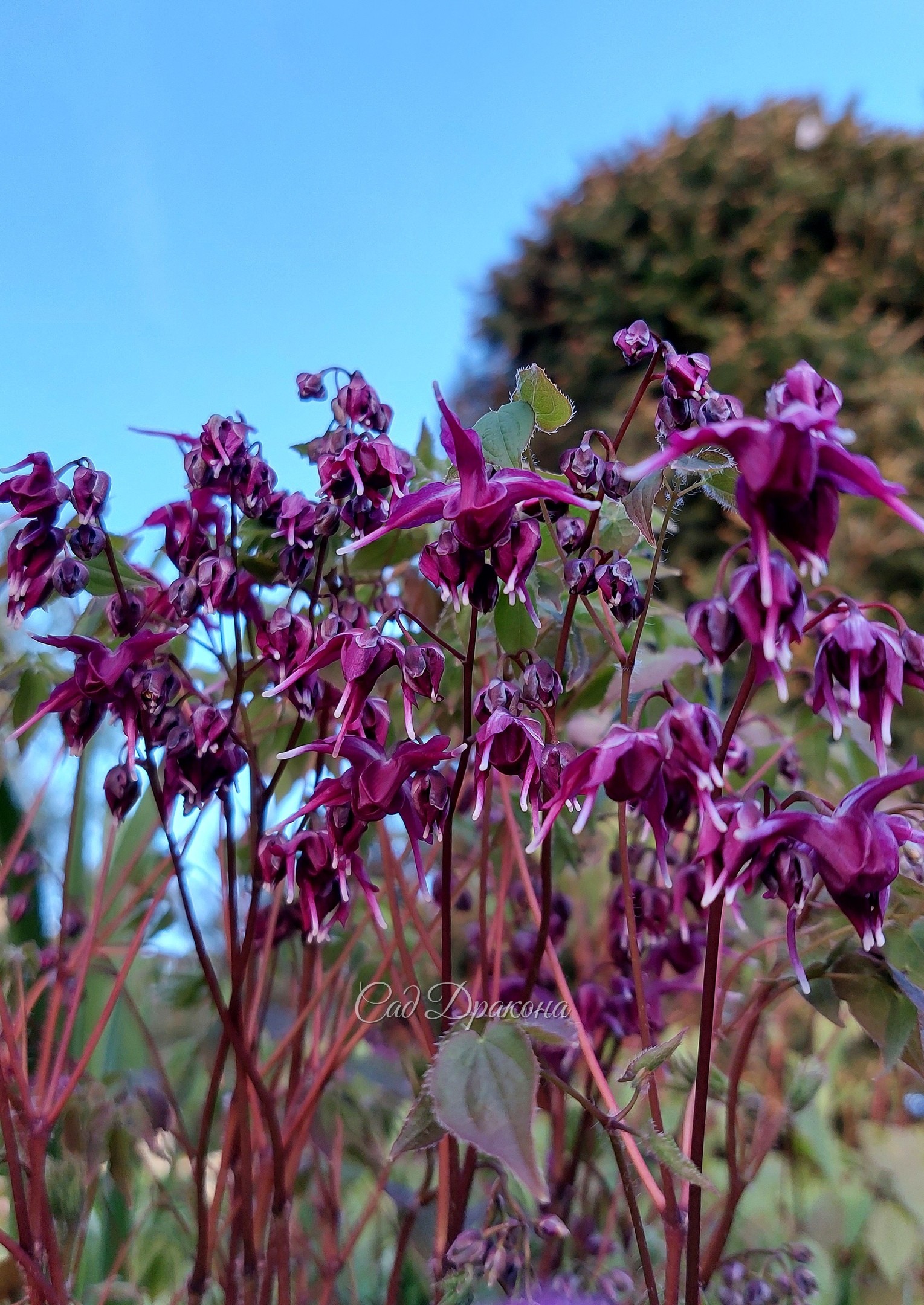 Epimedium grandiflorum Tama No Genpei.  Очень тёмный ранний японский сорт. Цветёт обильно.
