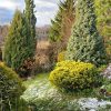 🌲Обещали пост про зимнежёлтые сосны. Они привносят сезонную динамику в композиции и в пасмурную погоду кажутся освещенными солнцем. ☀️