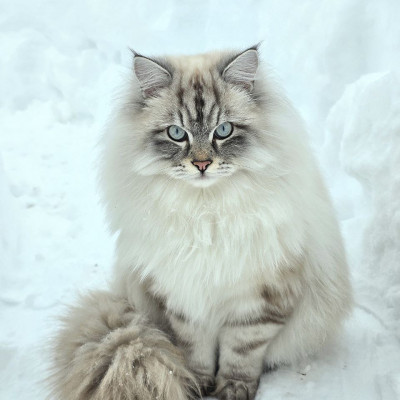 Тянь Шу