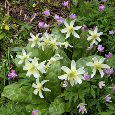 Кандык White Beauty  и ветренница Frhlingsfee