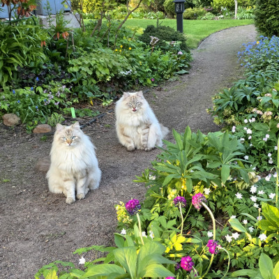 Стоит жара,  мы котиками скрываемся по тенькам,  выходим на прогулку вечером. )