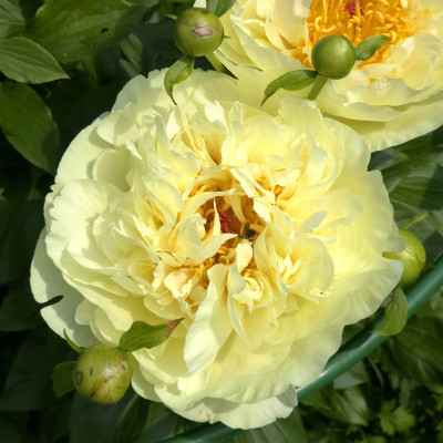 Lemon Chiffon великолепен всегда.