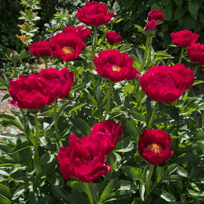 Неподражаемый Red Red Rose, (A.Saunders , 1942г) Мощный,  высокий,  на толстых прямых стеблях возвышаются крупные тёмно-красные цветы.