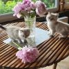  Ровно год назад - поздние пионы и котики.