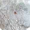 ✨ ️С Рождеством Христовым, друзья! Светлого праздника, радости и благодати! ✨️