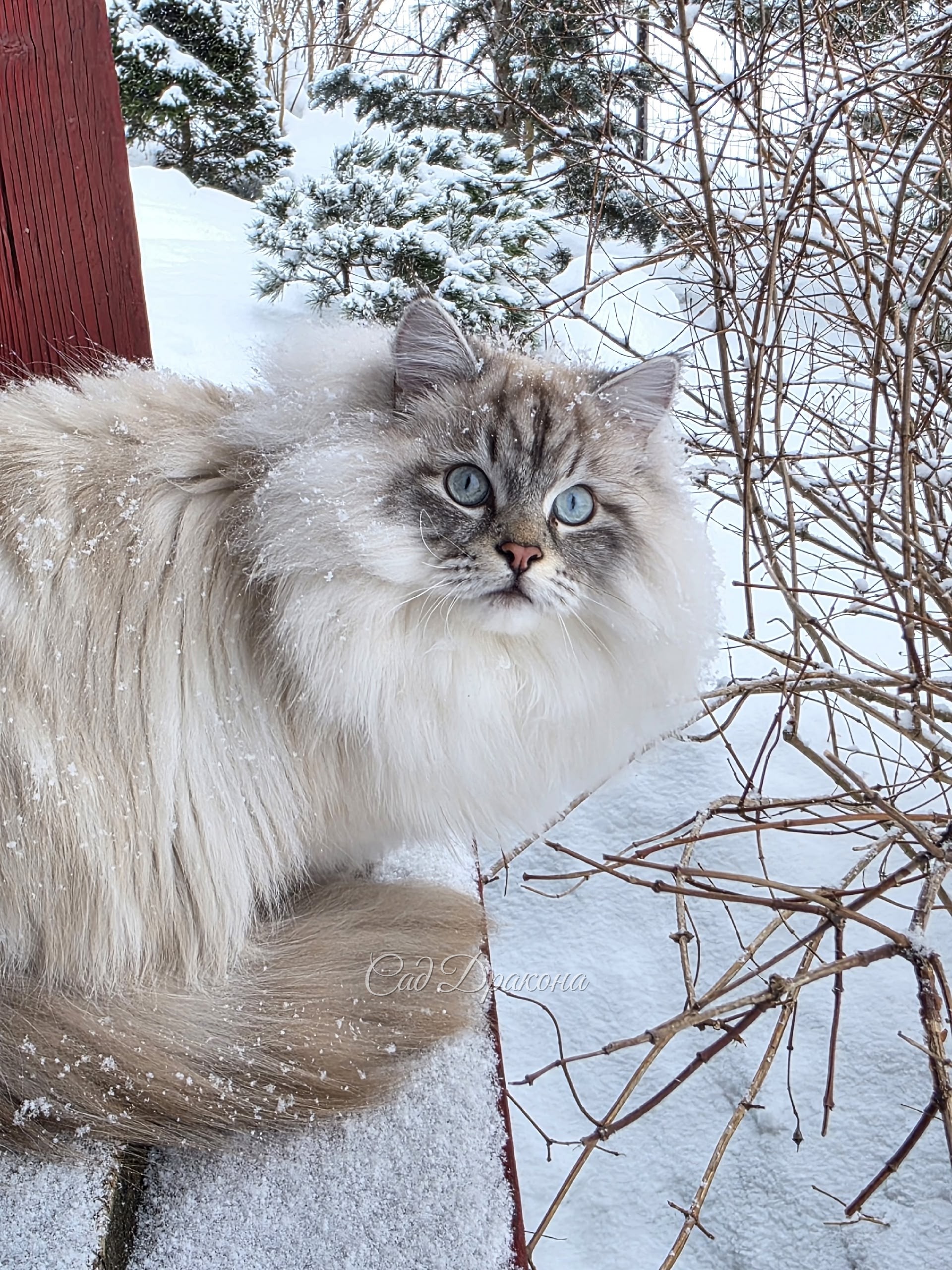 Тянь Шу в снежинках. ❄️❄️❄️