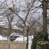 ❄️ Котики научились ходить по насту и снова гуляют по всему саду. Сегодня сидели на вишне у ворот. Очень смешно, дерево кажется очень тоненьким для таких упитанных "облачков". 😁😽☁️😽☁️