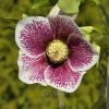 🌸 Приглашаем в сад за морозниками! Можно приехать в каждый день на этой неделе и на будущей неделе - в понедельник, среду, пятницу и воскресенье.