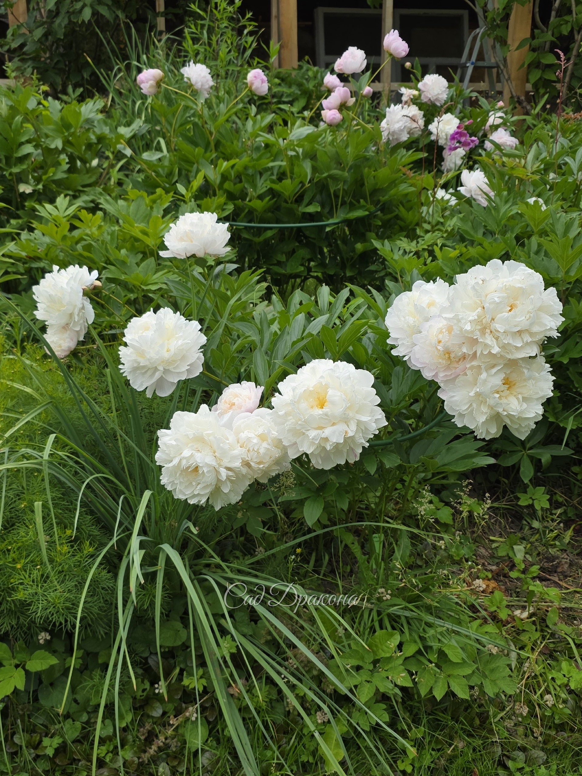 White Frost. Reath, 1992г, США. Травянистый гибрид. Очень хорош, крупный, ароматный, распускается розоватым, сразу светлеет.