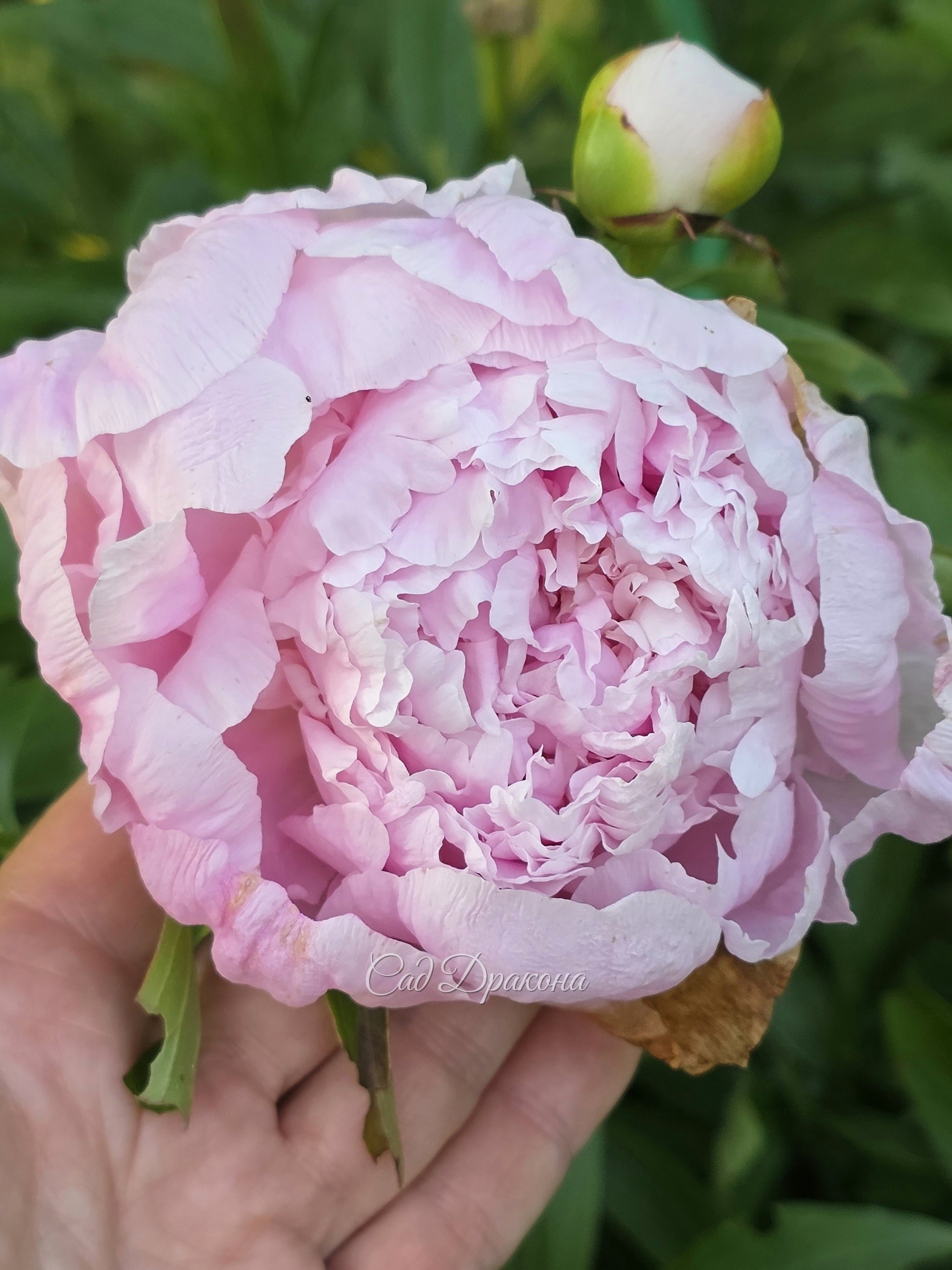 Lavender Princess. Действительно,  лавандовая!