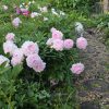 🌸 Самые-самые поздние пионы у нас в саду. Они распускаются после 20 июня, когда большинство сортов уже отцвели, и радуют нас и в первых числах июля. В основном махровые, нежных расцветок и ароматные.