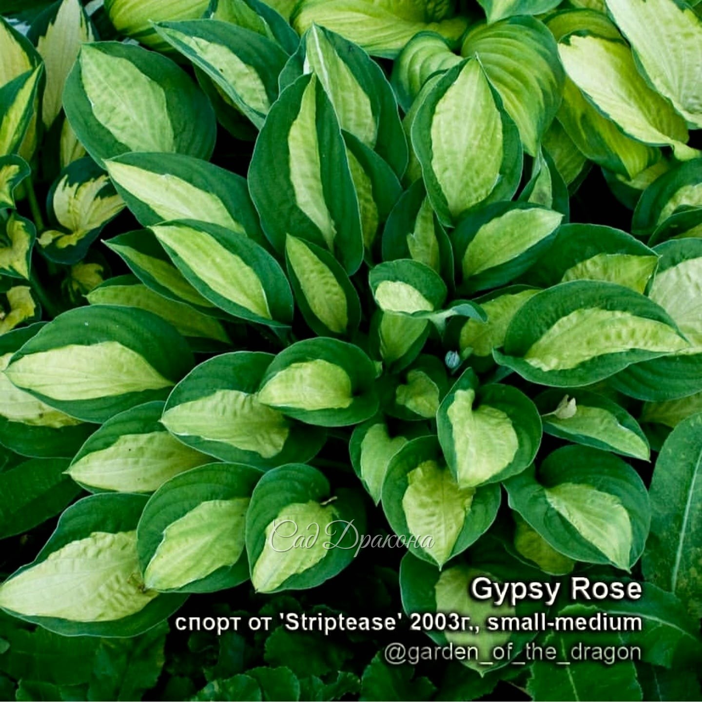 Gipsy Rose 500=  Среднего размера с жёлтым центром. Серединка становится ярче на рассеянном свету или на утреннем солнце.