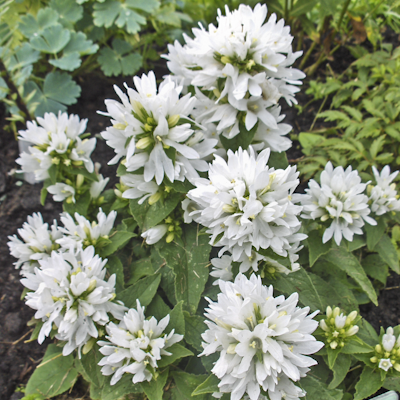 glomerata Alba