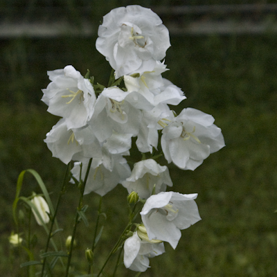 persicifolia Alba
