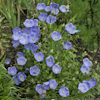 carpatika Blue Clips