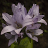 glomerata Caroline