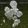 persicifolia Alba