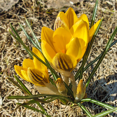 Fuscotinctus